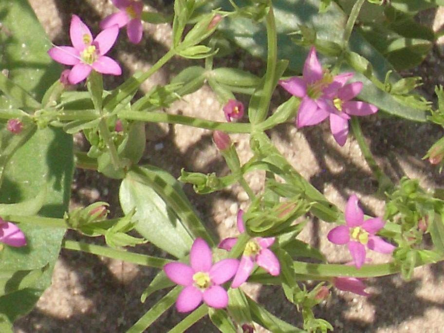 Centaurium sp.